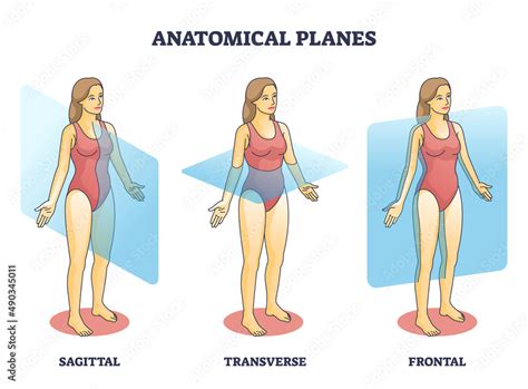 Obraz Anatomical Planes Examples For Medical Human Body Transection