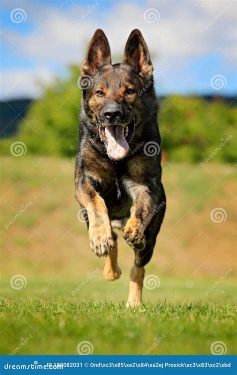 German Shepherd Dog Is A Breed Of Large Sized Working Dog That