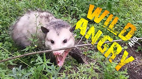 Angry Possum Sound Effect Australian Possum Olympus Ls 11 Test