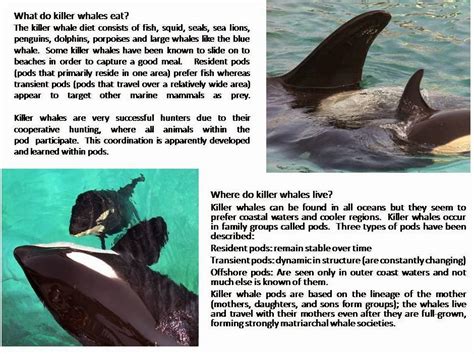 Killer Whale Facts 4best Of