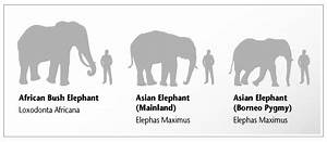 Borneo 39 S Pygmy Elephants Under The Risk Of Extinction