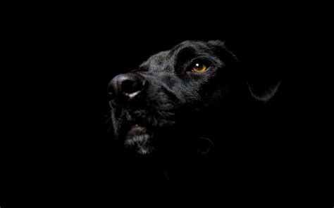 Wallpaper Black Dog Hd Wallpaper