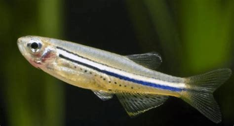 7 Most Popular Types Of Danios With Pictures