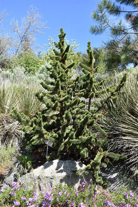 Bristlecone Pine Pinus Aristata In Denver Centennial