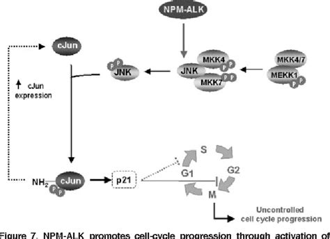Figure 7 From Npm Alk Oncogenic Kinase Promotes Cell Cycle Progression