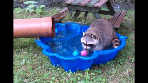 Raccoon Pool Fun Youtube