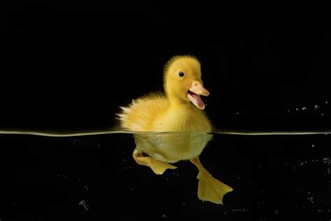 Small Yellow Duck Swimming Stock Photo Free Download