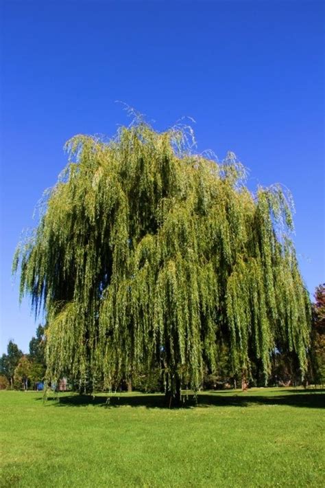 Fast Growing Willow Trees Brighter Blooms Nursery Everyone Loves The