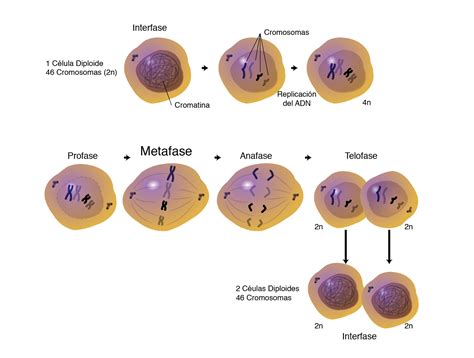 Cuales Son Las Fases De La Division Celular Por Mitosis Consejos Porn