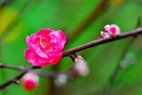 Loại cây này có lá hình ô rộng, vỏ thân màu. Chiêm ngưỡng hình ảnh hoa anh đào ngày tết đẹp mê ly