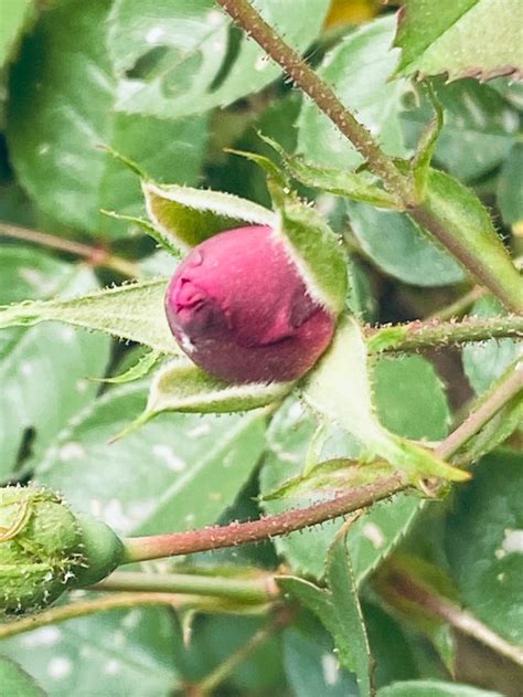 Rosebud Rose Buds Fruit Photography