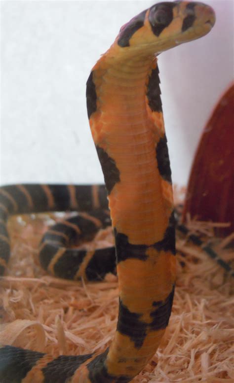 Filebaby King Cobra Front View Wikimedia Commons