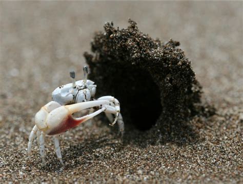 The Dancing Fiddler Crab Shows Off Smithsonian Ocean
