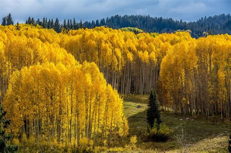 Surround Explore Colorado Aspen Trees Scenery