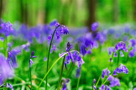 Magic Blue Forest Near Bruxelles Springtime Flowering Stock Photo