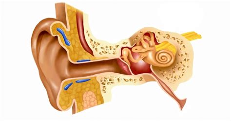Juegos de Ciencias Juego de Identifica las partes del oído Cerebriti