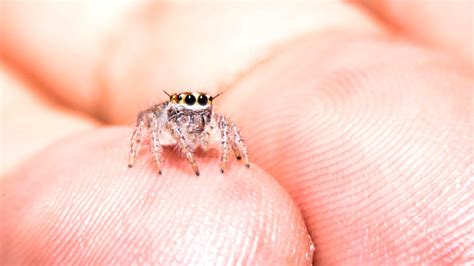 What Do Baby Spiders Look Like Katynel