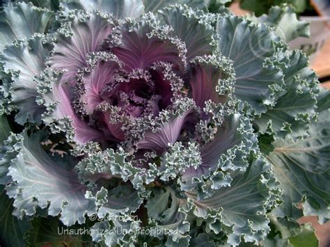 Plantfiles Pictures Flowering Cabbage Ornamental Kale Collard Cole