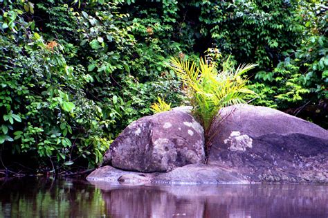 Zen in sanskrit or mandarin dialect means 'meditative state', and a zen garden will really make your relax and reflect a little. Zen garden au bord de la forêt tropicale - Cameroun ...
