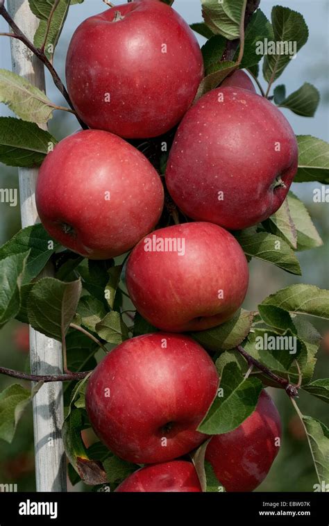 Apple Tree Malus Domestica Red Topaz Malus Domestica Red Topaz