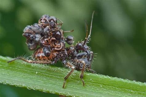 8 Incredible Facts About The Assassin Bug An Aptly Named Insect