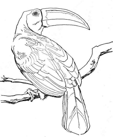 coloriage animaux foret amazonienne animal sketches art village