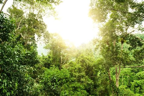 Tropical Rainforest Stock Photo Image Of Beautiful Countryside 11744644
