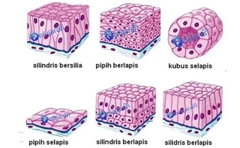 Letak Jaringan Epitel Pengertian Fungsi Ciri Dan Klasifikasinya
