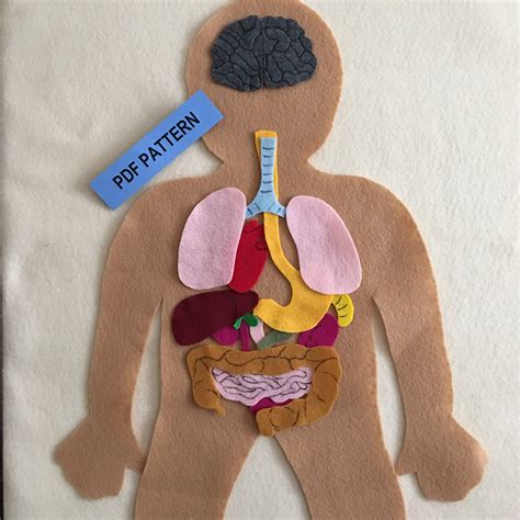 My Body Make This Educational Felt Set With Bones And Organs Etsy