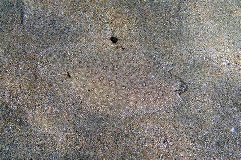 Smalltooth Flounder Fish Of Randwick Council Costal Area Coogee Beach