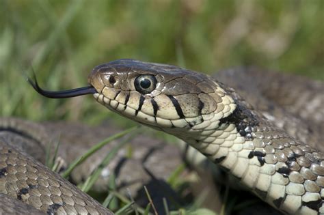 Yorkshire Field Herping And Wildlife Photography First Grass Snake Of