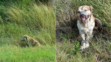Dos Fontaneros Salvan A Un Perro Abandonado Atado Y Con El Morro Tapado