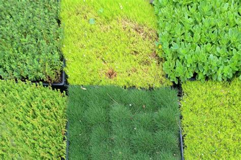 Grass Alternatives For The Lawn Surprise Your Neighbors And Cut Out