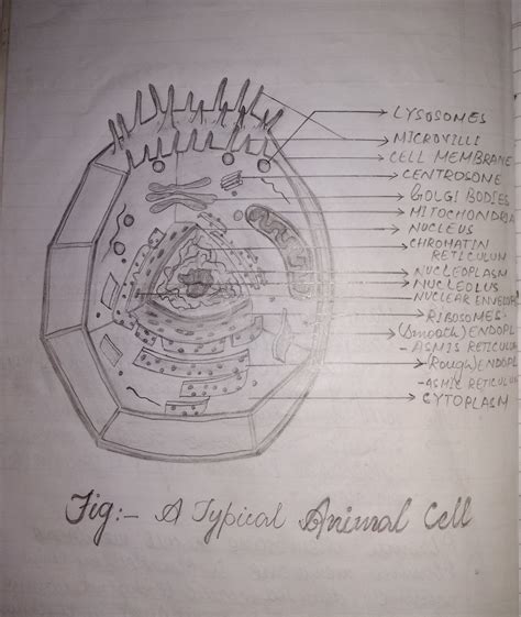Well Labeled Diagram Of Animal Cell Cell Fundamental Unit Of Life