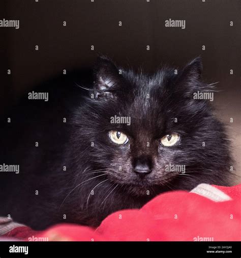 Black Cat Close Up Hi Res Stock Photography And Images Alamy