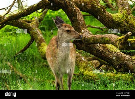 The Young Wild Deer In Killarney National Park Near The Town Of