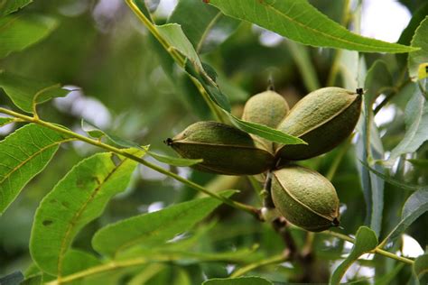 Nut Trees For The Southern Plains Finegardening