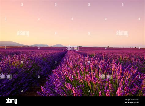 Lavender Field At Sunrise Hi Res Stock Photography And Images Alamy