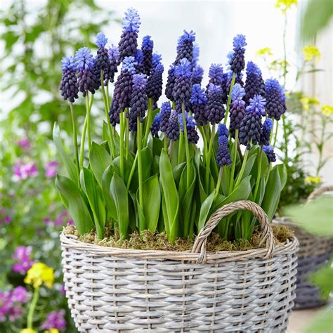 Van Zyverden Grape Hyacinths Bulbs Multi Colored Latifolum Set Of 25