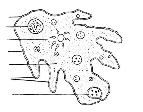 It is the largest visceral structure in the abdominal cavity, and the largest gland in the human body. Amoeba Diagram