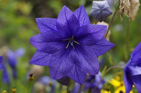 Images Gratuites Pétale Floraison été Bleu Fermer Flore Fleur