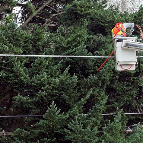 Tree Service Sandy Springs & Atlanta  Voted #1 in 2020  20+ yrs Exp