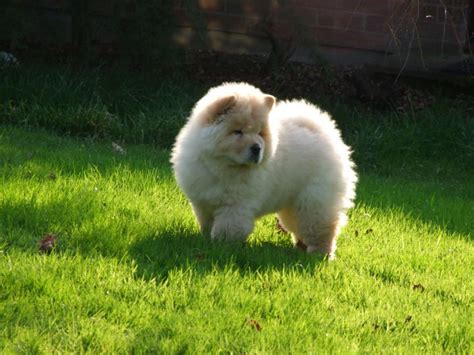 Frosty Is An Adorable Purebred Ckc Reg Cream Male Chow Chow Pup