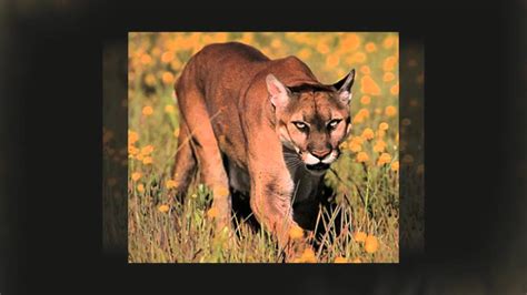 The spectrum® readers are the perfect common core aligned tool to support the development of nonfiction reading skills. All About Cougars - Big Cats for Kids - YouTube
