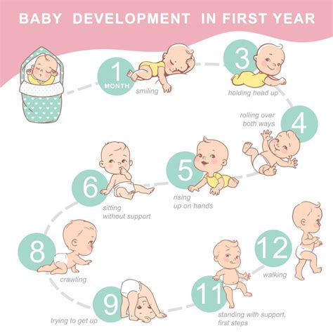 Where A Baby Will Develop Understanding The Different Stages Of