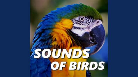 Bird Sound Youtube Music