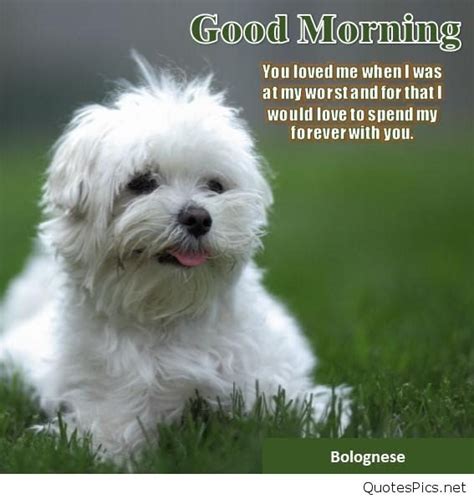 Good Morning Puppy And Good Morning Dog Images Quotes Pictures Good