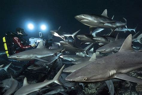 Fakarava Plongée Avec 700 Requins Polynésie La 1ère