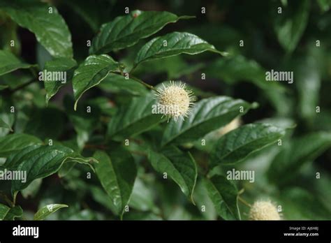 Common Buttonbush Cephalanthus Occidentalis Hi Res Stock Photography
