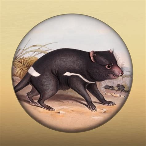 field guide to tasmanian fauna by tasmanian museum and art gallery